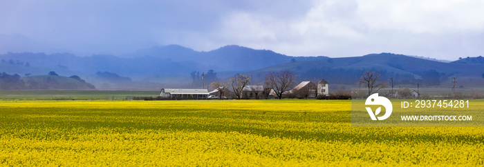 Beautiful panorama of Napa Valley, California with field of yellow flowers and misty mountains in ba