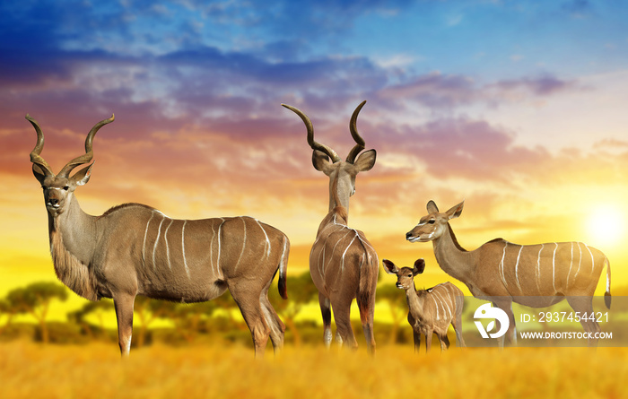 Herd of Greater kudu on the savannah at sunset.