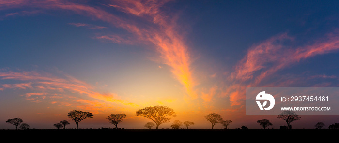 日落时非洲的全景剪影树。落日余晖下的剪影。o上的深色树