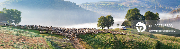 idyllic landscape with  sheep farm in the mountains on foggy spring morning - Apuseni mountains, Tra