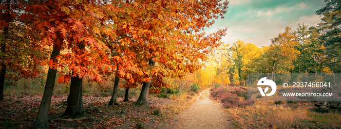 秋天的森林景观，有北方的红橡树（Quercus Rubra）。全景。