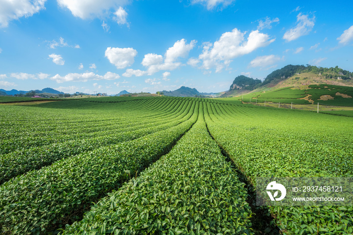 晴天的茶园景观。蓝天白云的茶园。