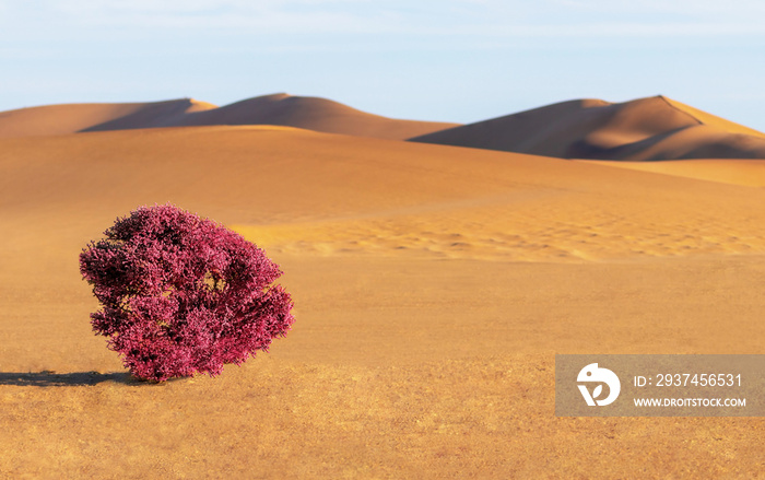 Dunes,  purple bush and sands in  Namib desert