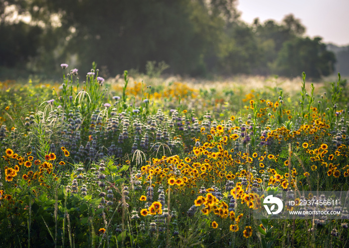 Wildflowers in the park! Pearland, Texas!