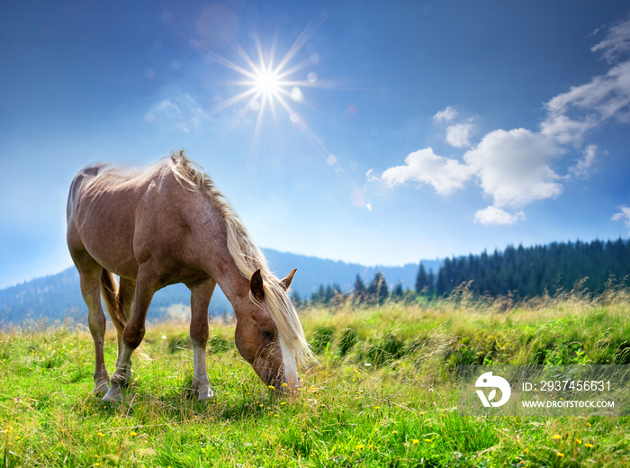 Brown horse with light mane on green pasture in the mountains