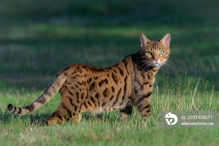 Bengal cat standing in the garden, beautiful portrait of a pet