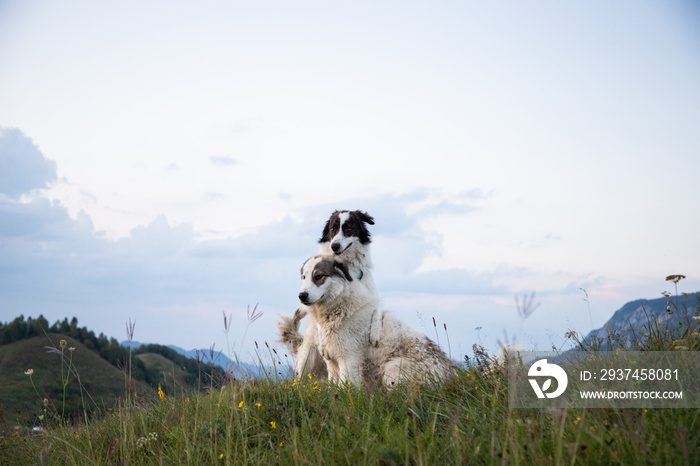 两只美丽的白色牧羊犬在山上玩耍