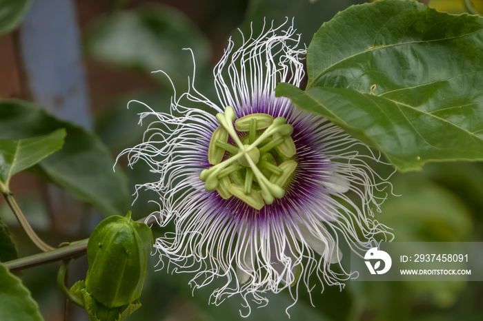 Detailed view of passion fruit flower hanging from the branches of the passion fruit tree