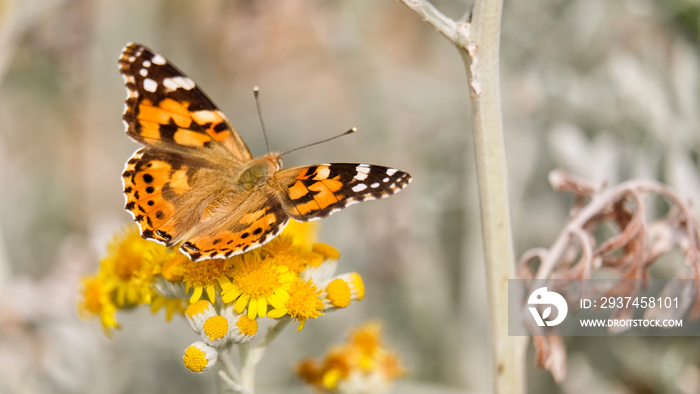 Butterfly Collecting Pollen From A Flower