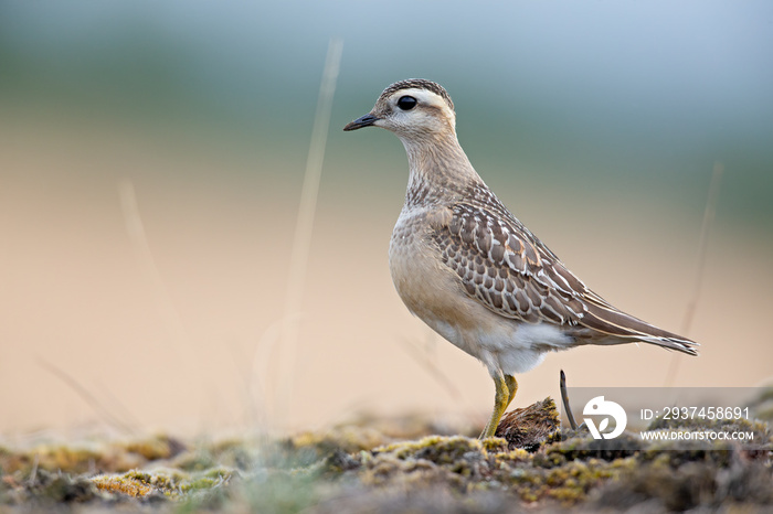 一只在荷兰石南花中觅食的幼年欧亚dotterel（Charadrius morinellus）