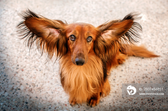  beautiful dog portrait breed long-haired dachshund of red color on a walk in the city stone jungle 