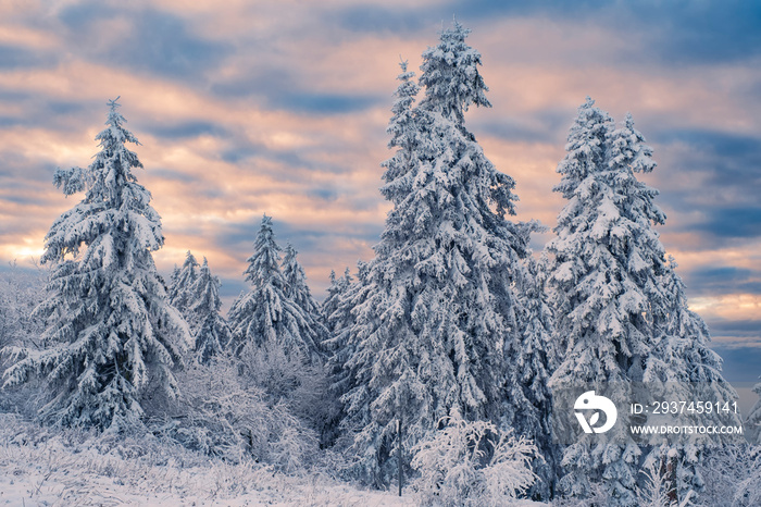 View of a snow-covered landscape on the Großer Feldberg in Taunus / Germany in the evening