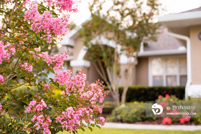 Crepe Myrtle Blossoms in front of southern home in select focus（Crepe桃金娘在南部住宅前绽放）