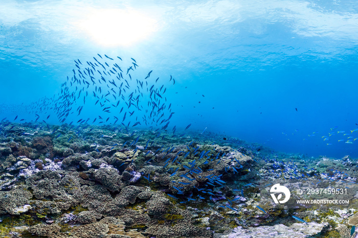 Healthy coral reef and fish in Palmyra