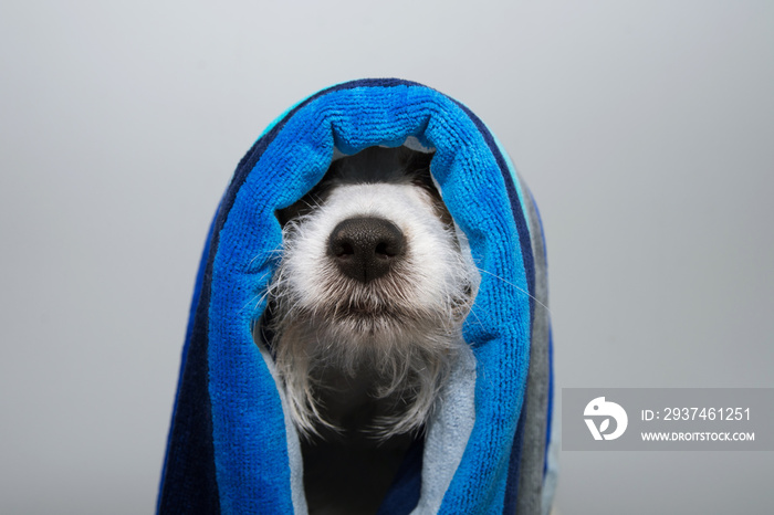 Funny dog bath. Jack russell wrapped with a blue striped towel ready fot take a shower.