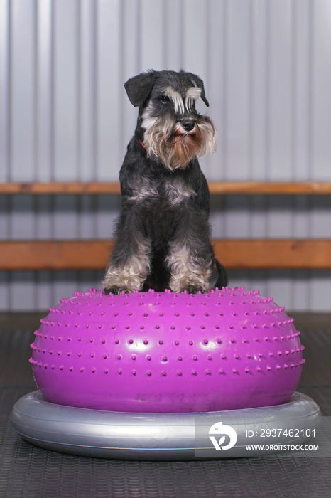 Black and silver Miniature Schnauzer dog with natural ears and an undocked tail posing indoors stand