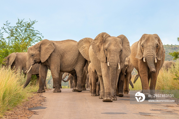 一群大象（Loxodonta Africana）走在通往摄像机的路上，Pilanesberg Nation