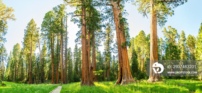 Grove with giant pine tree forest panorama