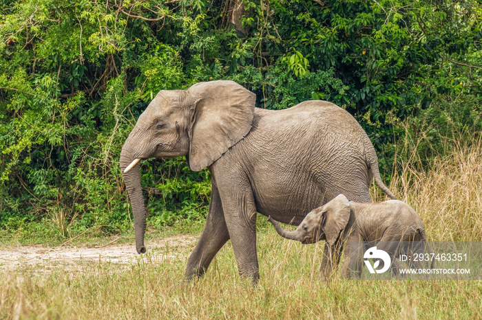 乌干达默奇森瀑布国家公园，一头母象带着她的孩子散步（南非Loxodonta Africana）