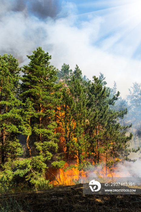 森林大火。野火时倒下的树被烧到地上，冒出很多烟