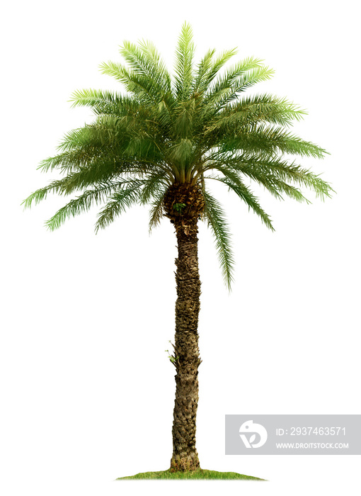 Palm tree isolated on white background