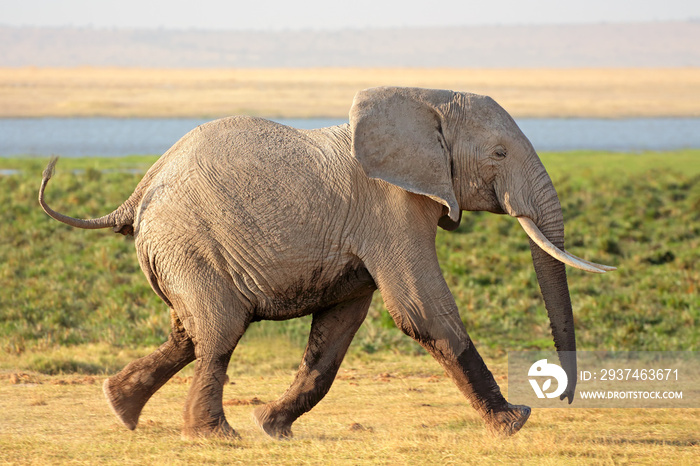 Running African bull elephant (Loxodonta africana), Amboseli National Park, Kenya.