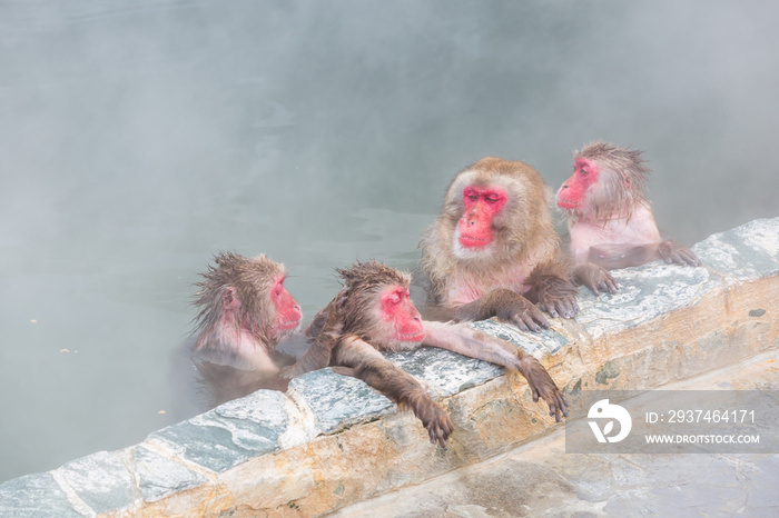 spa Japanese snow monkey onsen (macaques) in winter
