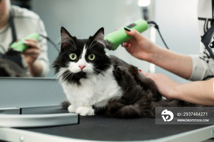 宠物美容院的猫美容。美容师为猫剪毛，照顾猫。兽医我们