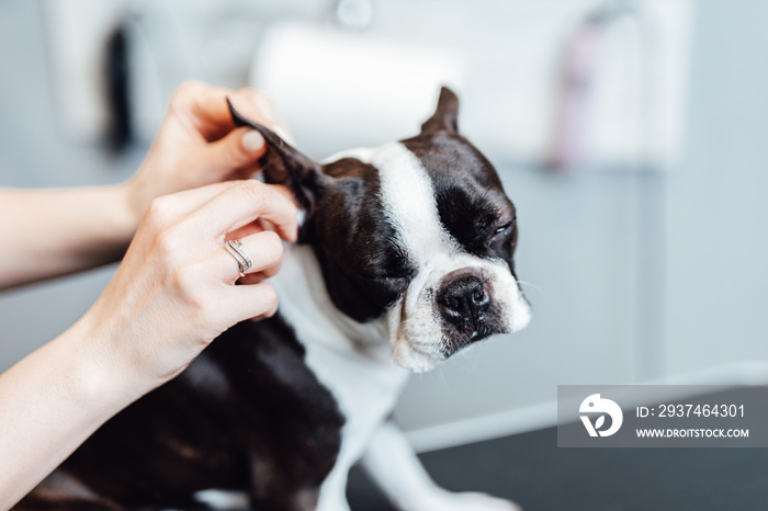 Boston terrier at grooming salon.