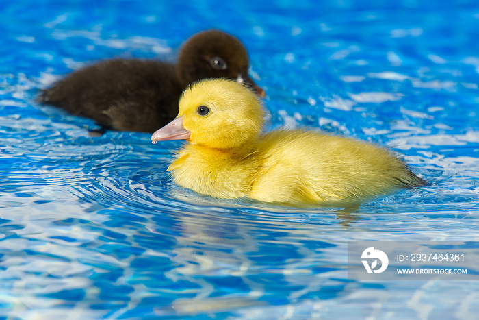 Yellow small cute duckling in swimming pool. Duckling swimming in crystal clear blue water sunny sum