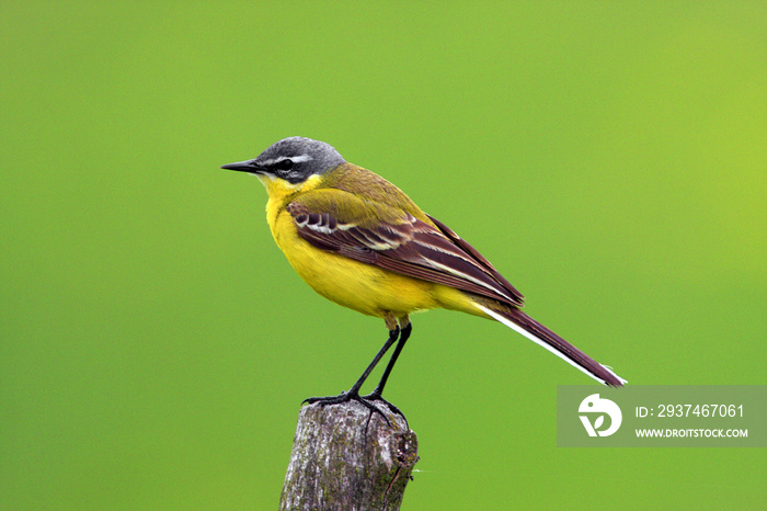 Poland, Biebrzanski National Park 鈥� closeup of a Yellow wagtail bird 鈥� latin: Motacilla flava
