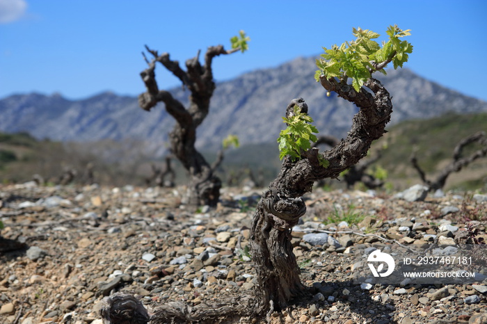 Pied de vigne au printemps, Fenouillèdes, Pyrénées orientales dans le sud de la France