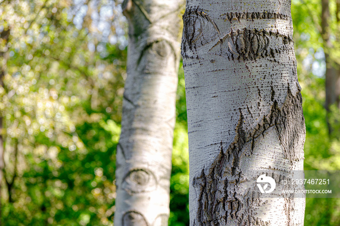 树木在木材中的选择性焦点，老桦树的树皮（白桦树、毛桦树、白桦树）