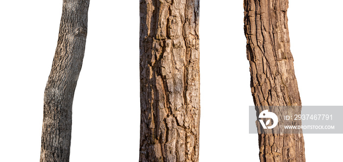 isolated tree trunk Collection on White Backdrop