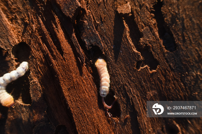 木虫会造成破坏。树皮下有树皮甲虫幼虫。害虫会破坏材料