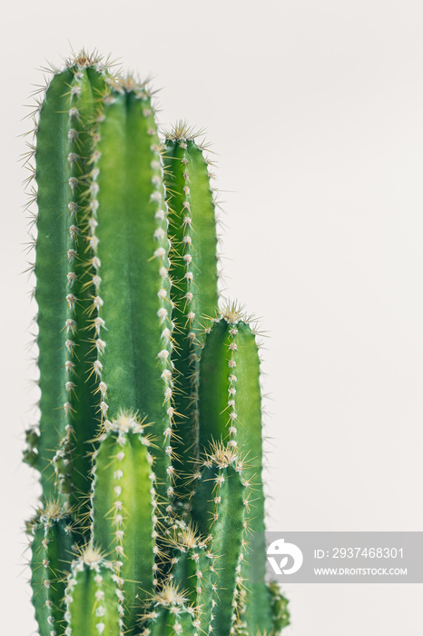 minimalist, home office, minimalism, succulent, office space, cactus, plant, green, nature, house, h