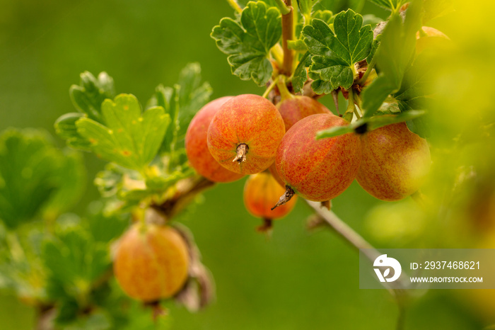 Stachelbeeren erntereif auf einem Strauch