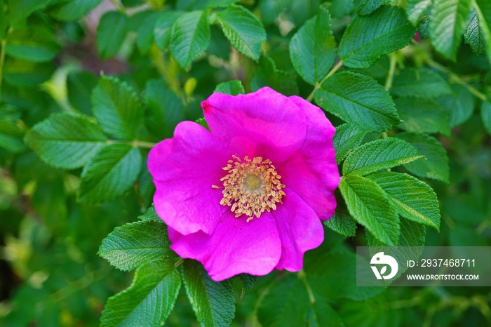 Pink flower of the rosa rugosa rose