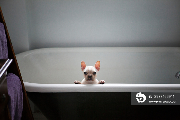 Portrait of French bulldog in bathtub