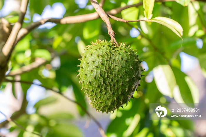 Green fresh tropical fruit Soursop or Annona muricata or Sirsak, still hanging on the tree on the is