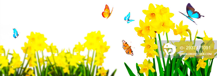 花园里的黄色水仙花和蝴蝶