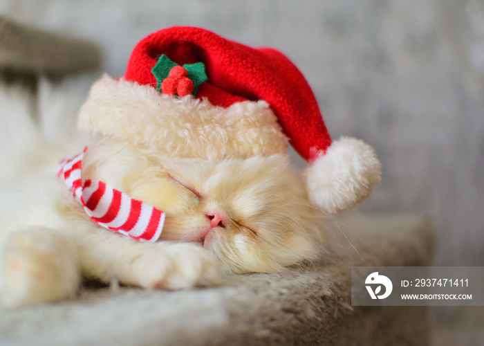 cute christmas white persian baby cat kitten