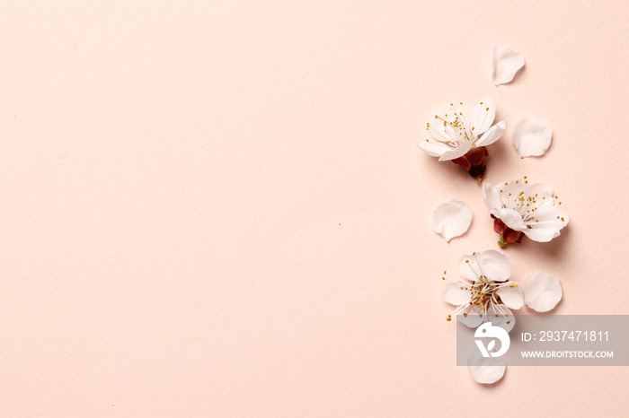 Spring floral background, texture and wallpaper. Flat-lay of white almond blossom flowers and petals