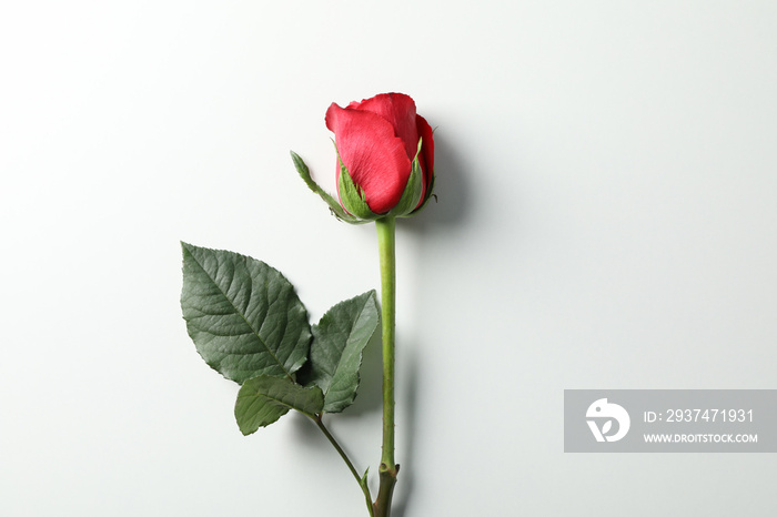 Beautiful red rose with green leaves on white background, space for text