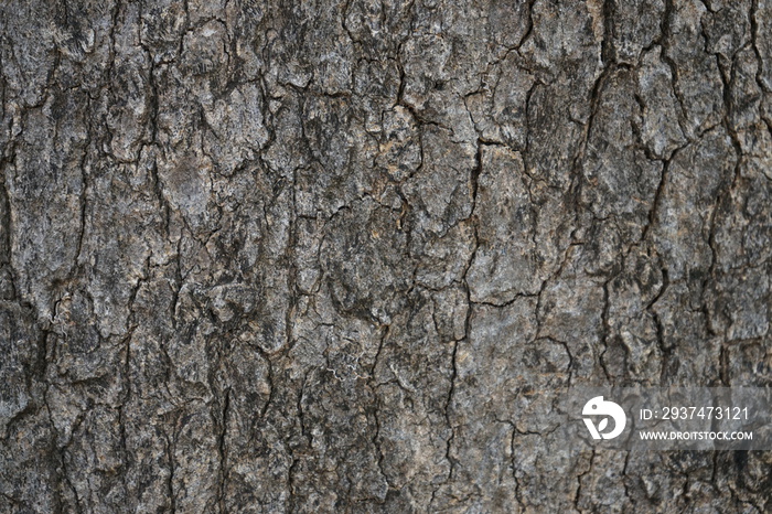 tree bark texture