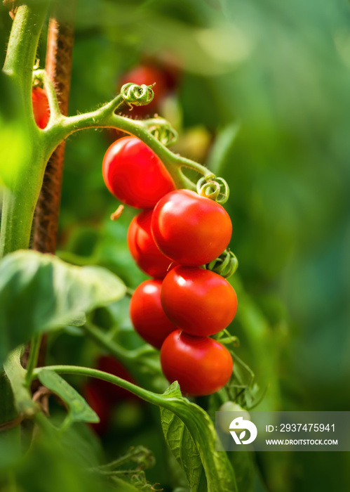 Ripe tomato plant growing in greenhouse. Fresh bunch of red natural tomatoes on a branch in organic 