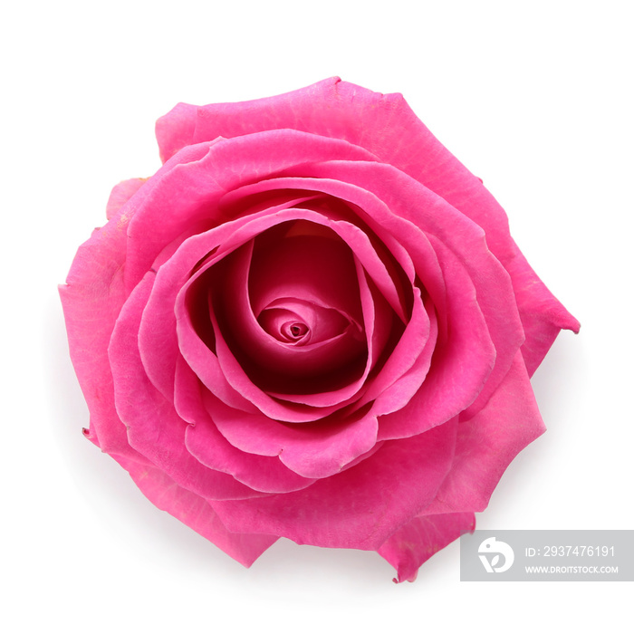 Beautiful pink rose on white background