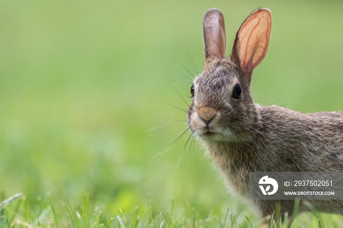 Eastern Cottontail Rabbit，Sylvilagus floridanus，草地柔光复制空间特写