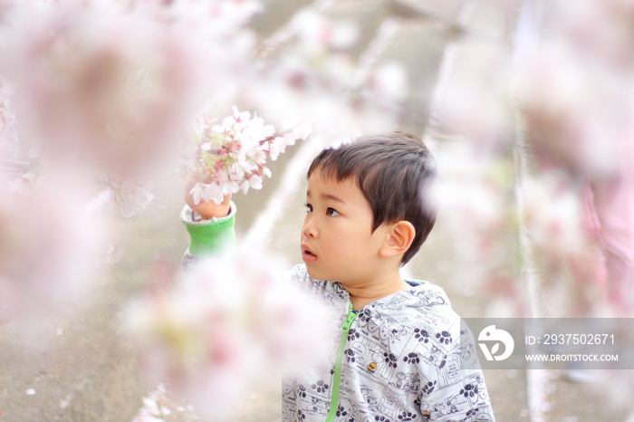 真剣に桜の花びらを見つめる3歳の子供