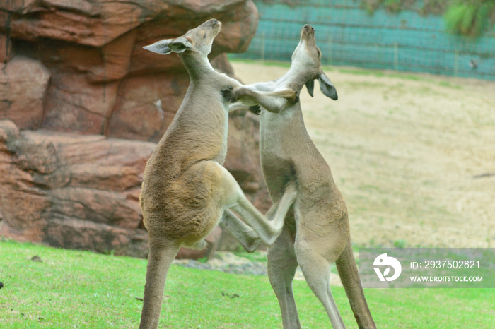 ケンカするカンガルー